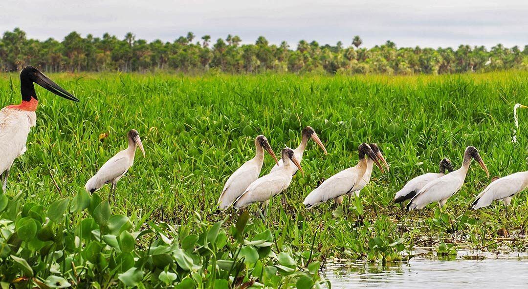 Recorrido en barco por la vida silvestre del río Paraguay