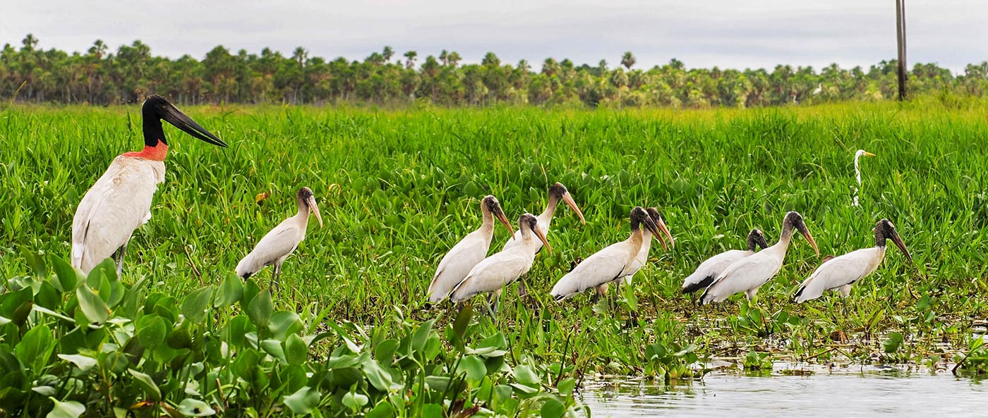 Recorrido en barco por la vida silvestre del río Paraguay